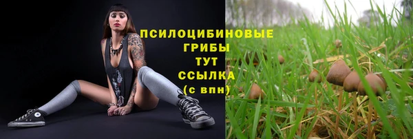 сатива Новодвинск